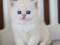 Masum Bakışlı Minik Silver British Shorthair 