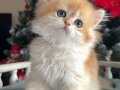 Dikkat Çekici Güzelliğiyle Golden British Longhair 