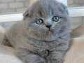 Ayıcık Surat Gri British Shorthair 
