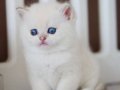 Masum Bakışlı Minik Silver British Shorthair 