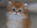 Golden Yeleli British Longhair 