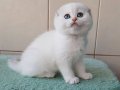 Bebek Surat Silver Scottish Fold Shorthair 