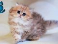 Özenle Yetiştirilmiş Blackgolden British Longhair 