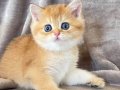 Altın Parlaklığında Golden British Shorthair 
