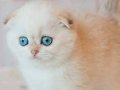 Masum Bebeğim Silver Scottish Fold 
