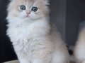 Özel Rengiyle AY Golden British Longhair 