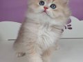Nadir Renkte Yumuşacık AY Golden British Longhair 