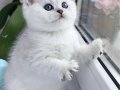 Kar gibi beyaz Silver British Shorthair 