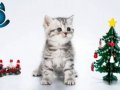Dikkat Çekici Hatlarıyla Silver British Shorthair NSİ