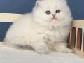 Pamuk Şeker Silver British Longhair 