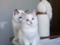 Asil Soylu Ragdoll 