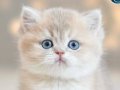 Bulunmaz Rengiyle BY Golden British Shorthair 