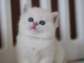 Masum Bakışlı Minik Silver British Shorthair 