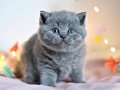 Gümüş Mucize Gri British Shorthair 