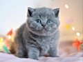 Gümüş Mucize Gri British Shorthair 