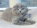 Mavi Boncuğum Gri Scottish Fold Shorthair 