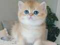 Çek Bebeksi Tenimi Çek Golden British Shorthair 
