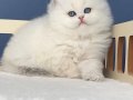 Pamuk Şeker Silver British Longhair 