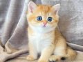 Altın Parlaklığında Golden British Shorthair 