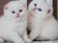Masum Bakışlı Minik Silver British Shorthair 