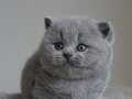 Gümüş Zarafet Gri British Shorthair 