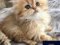 Altın Saçlı Golden British Longhair 