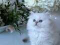 İpeksi Tüylü Silver British Longhair 