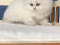 Pamuk Şeker Silver British Longhair 