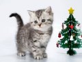 Dlkkat Çekici Hatlarıyla Silver British Shorthair NS24 