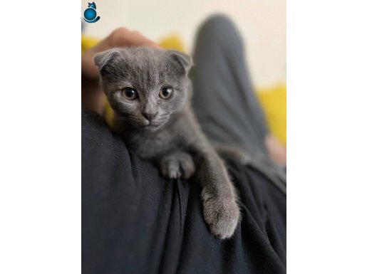2 buçuk aylık Scottish Fold 
