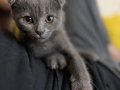 2 buçuk aylık Scottish Fold 