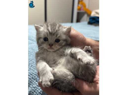 İran-British Shorthair yavrular 