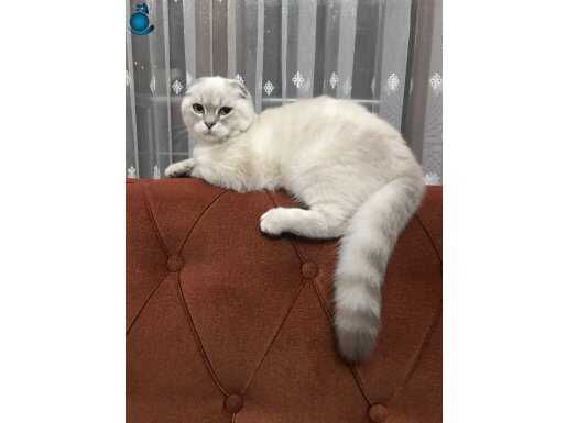 Dişi kedim satılık