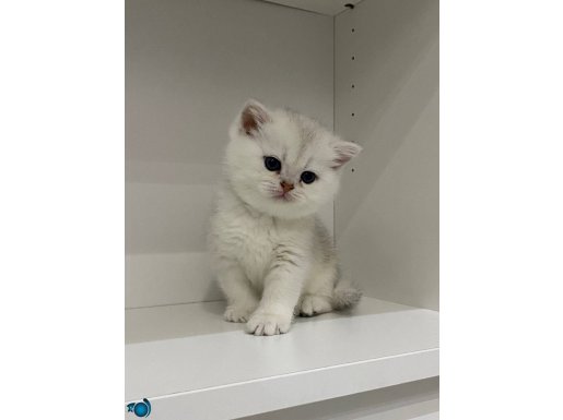 British Shorthair Golden yavru kediler❤️