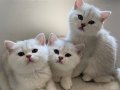 British Shorthair Golden Point Yavrular❤️