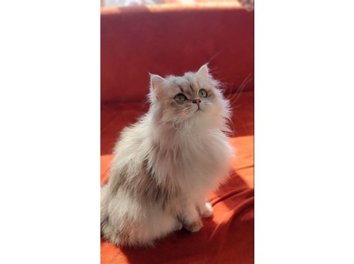 Peri Kızı British Longhair Secereli Yavrum