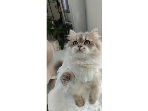 Peri Kızı British Longhair Secereli Yavrum