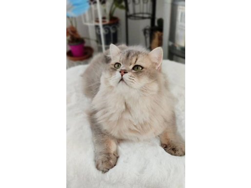 Blh Karizmatik Erkek Secereli British