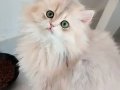 Karizmatik lux bir erkek dost canlısı