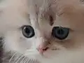 Karizmatik lux bir erkek dost canlısı
