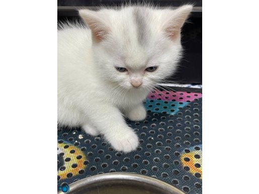British erkek yavru kedi 