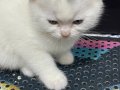 British erkek yavru kedi 