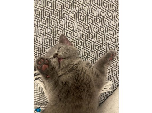 Çok sakin akıllı bir kedi