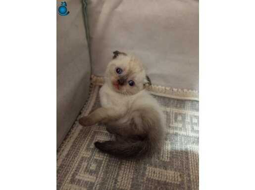 British Shorthair Muhteşem Kalitede Yavrularımız