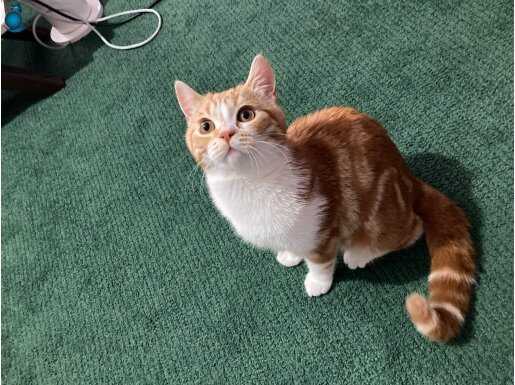 Böyle bir kedi yok