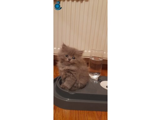 Fıstık Gibi British Longhair