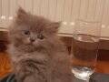 Fıstık Gibi British Longhair