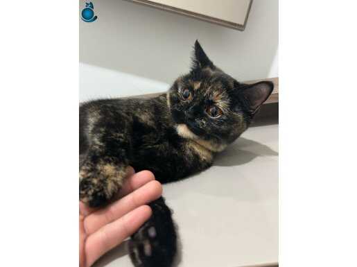 Dünya tatlısı cana yakın dişi kedi