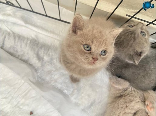 MİNİK KEDİMİZ MİLA