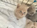 MİNİK KEDİMİZ MİLA